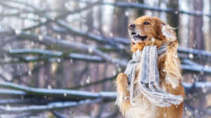 雪中的黃金獵犬，戴灰色圍巾 — 鬥牛犬 壁紙