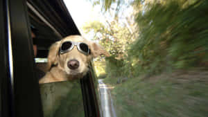 戴著飛行員太陽眼鏡的黃金獵犬享受乘車之旅，背景是模糊的樹木。 — 可愛動物動圖 壁紙