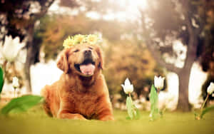 黃金獵犬戴花冠在陽光花園與鬱金香 — 可愛小狗 壁紙