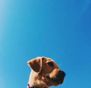 黃金獵犬仰望明亮的藍天 — 可愛小狗 壁紙