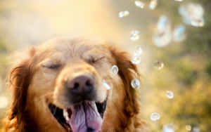 黃金獵犬閉著眼睛微笑，肥皂泡在牠周圍漂浮。 — 大笑 壁紙