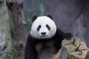一隻大熊貓在森林中的樹樁上休息。 — 可愛熊貓 壁紙