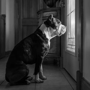 黑白狗坐在室內望向窗外 — 比特犬 壁紙