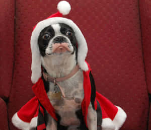 一隻穿著聖誕老人服裝的波士頓㹴犬坐在紅色沙發上。 — 可愛 壁紙