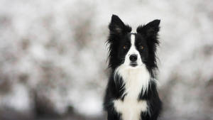 一隻黑白邊境牧羊犬，在雪地戶外環境中，豎起警覺的耳朵，琥珀色的眼睛。 — 可愛狗狗 GIF 壁紙