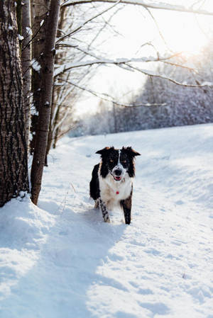 黑白狗在明亮的冬日裡在雪地樹林中奔跑。 — 可愛小狗 壁紙