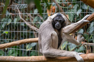 一隻黑臉灰毛長臂猿棲息在動物園圍欄內的竹子上。