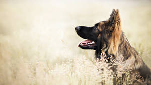 德國牧羊犬在金色草叢中，陽光燦爛