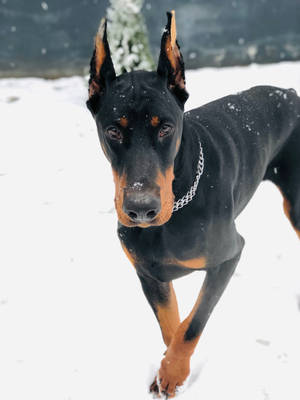 杜賓犬在雪中行走，毛髮上有雪花 — 酷寒冬季 壁紙