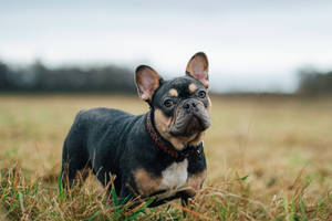 黑色和棕褐色的法國鬥牛犬站在草地上。 — 鬥牛犬 壁紙