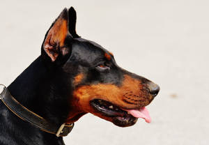 黑色和鏽色毛髮的杜賓犬戴著項圈 — 黑白小丑 壁紙