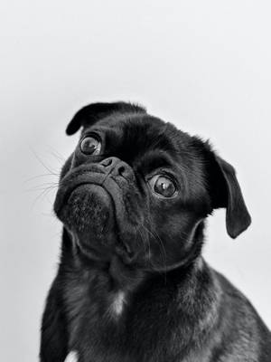 在工作室肖像照中，一隻黑色巴哥犬幼崽睜著大大的好奇眼睛向上看。 — 可愛狗狗 GIF 壁紙