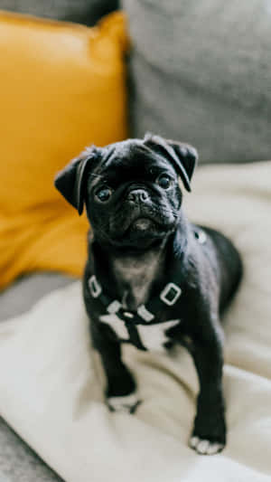 黑色巴哥犬幼犬穿著胸背帶在沙發上，旁邊有黃色枕頭 — 巴哥犬 壁紙