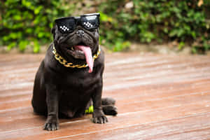 黑色巴哥犬戴太陽眼鏡和金鍊坐在木甲板上。 — 巴哥犬 壁紙