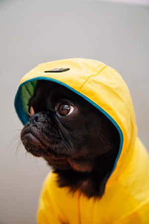 黑色巴哥犬穿黃色雨衣，睜大眼睛向上看 — 可愛小狗 壁紙