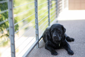 黑色拉布拉多犬躺在金屬欄杆附近的混凝土露台上 — 拉布拉多 壁紙
