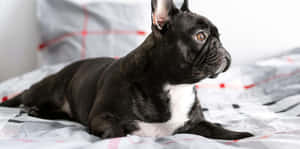 黑色法國鬥牛犬，胸前白色，躺在格子床罩上。 — 可愛小狗 壁紙