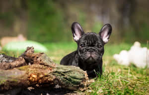 黑色法國鬥牛犬幼犬坐在長滿苔蘚的木頭後面的草地上。 — 可愛小狗 壁紙