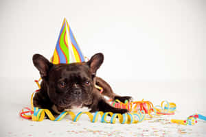 戴著派對帽的黑色法國鬥牛犬被拉炮和五彩紙屑包圍。 — 生日 壁紙