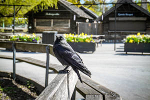 黑色烏鴉棲息在陽光公園的木長椅上，有花箱和小屋。 — 瑞典 壁紙
