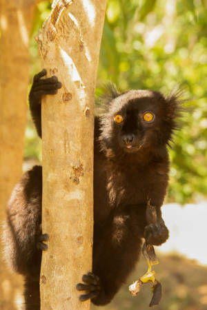 黑色狐猴黃色眼睛拿著香蕉皮在樹幹上森林 — 野生動物 壁紙