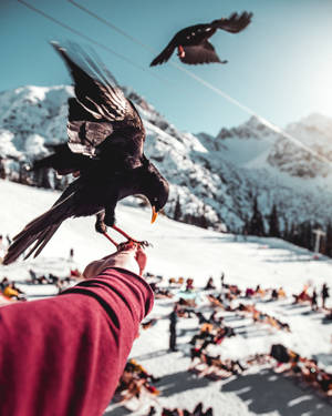 一個人在雪山的風景中餵食一隻棲息在他們手上的黑鳥。 — 烏鴉 壁紙
