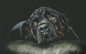 黑色羅威納犬，琥珀色眼睛，頭靠在綠色靠墊上。 — 狗狗藝術 壁紙