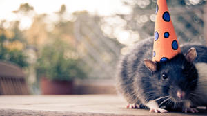 一隻黑色老鼠戴著橙色派對帽，在戶外的木桌上。 — 猛鼠小俠 壁紙
