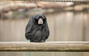一隻黑色蜘蛛猴坐在動物園圍欄內的木樑上。 — 16:10 壁紙