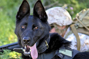 黑色軍犬穿著帶有美國國旗徽章的背心，旁邊是穿著迷彩服的士兵。 — 德國狼犬 壁紙