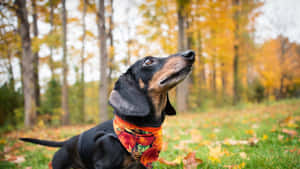 黑褐色臘腸犬戴著花卉圖案頭巾在秋日森林 — 可愛小狗 壁紙