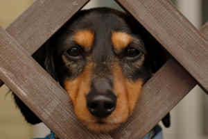 一隻臘腸犬透過木格柵籬笆觀看。 — 可愛小狗 壁紙