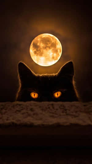 發光眼睛的黑貓在夜間滿月下從壁架上探出頭來。 — Hello Kitty 萬聖節 壁紙