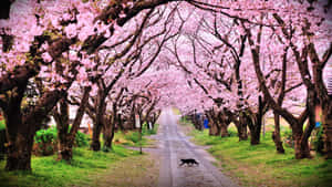 黑貓在鋪砌的小路上走在粉紅色櫻花樹下。 — 小貓 壁紙