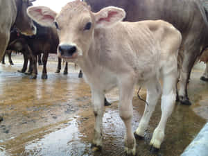 一頭小牛站在泥水中，背景有成年牛。 — 乳牛動圖 壁紙