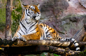 老虎在動物園棲息地中，躺在有岩石和樹木的木頭上休息。 — 老虎 壁紙