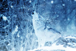 冬天在雪地森林中嚎叫的狼。 — 北極狐 GIF 壁紙