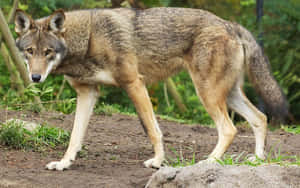 一頭灰棕色的狼在森林的泥土小徑上行走 — 野生動物 壁紙