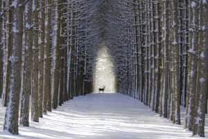 一頭鹿站在積雪的森林小徑上，兩旁是高聳的樹木。 — 冬季風景 壁紙
