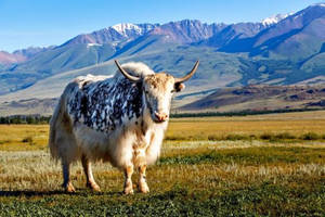 一頭帶有黑色斑點的白色氂牛站在草地上，背後有山。 — 動物 壁紙