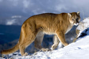一頭美洲獅在積雪的山地上行走。 — 野生動物 壁紙