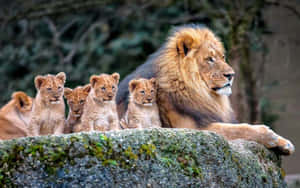 一頭雄獅和牠的幼崽在森林中的苔蘚岩石上休息。 — 野生動物 壁紙