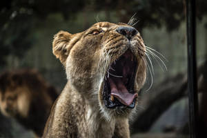 一頭母獅張大嘴巴，露出牙齒和舌頭咆哮。 — 動物 壁紙