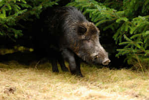 野豬在松樹下的森林中覓食 — 野生動物 壁紙