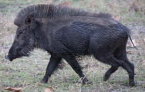 一頭野豬在草地和乾葉中行走。 — 野生動物 壁紙