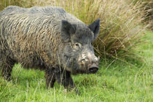一頭毛髮沾滿泥濘的野豬在綠草中行走。 — 野生動物 壁紙