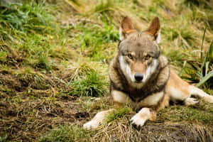 一頭狼躺在草叢中看著觀看者 — 野生動物 壁紙