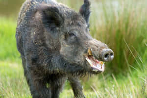 一頭野豬張開嘴巴站在草地上。 — 野生動物 壁紙