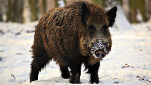 一頭被雪覆蓋的野豬站在雪地森林中。 — 野生動物 壁紙