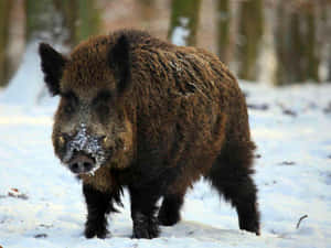 野豬站在雪地森林中，鼻子上有雪 — 野生動物 壁紙